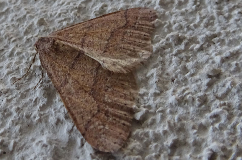 maschio di Agriopis marginaria - Geometridae